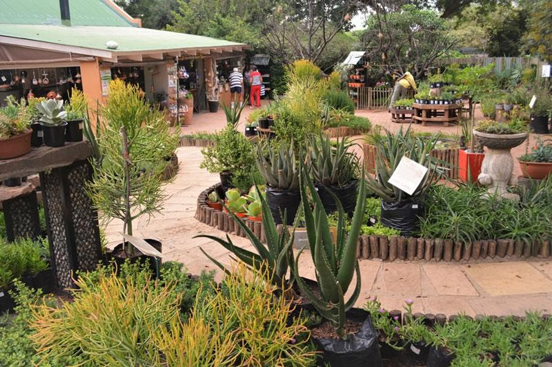 Olievenhout Farm Wildflower Nursery